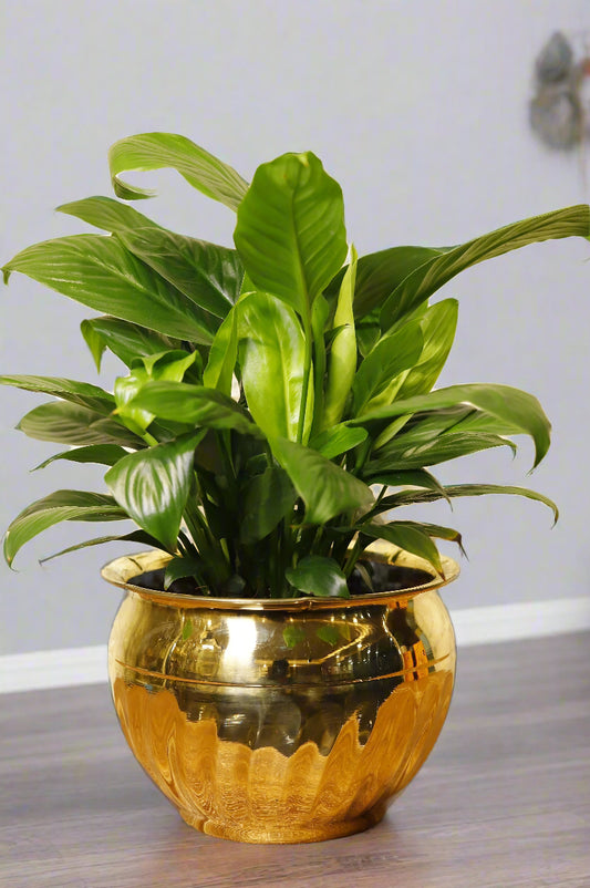 Brass Bowl Shaped Planter Pot
