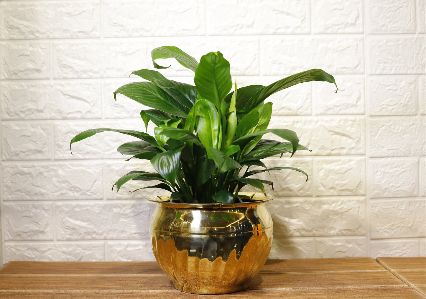 Brass Bowl Shaped Planter Pot