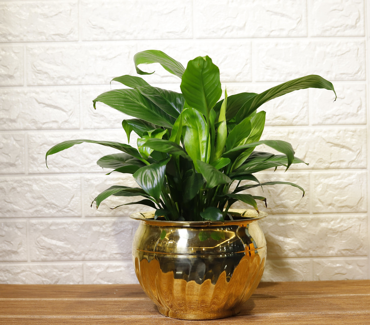 Brass Planter Pots