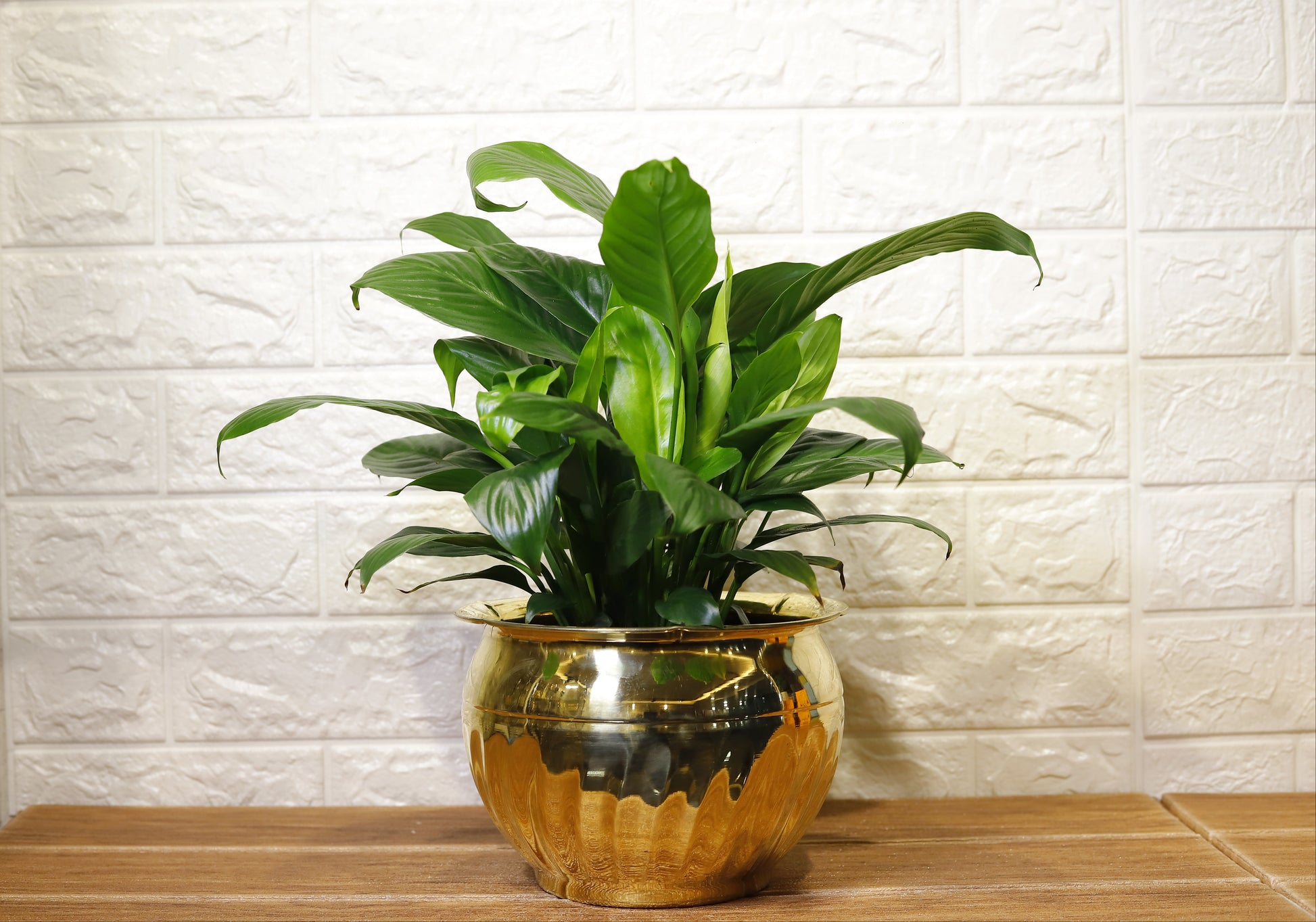 can you put plants in brass pots Brass Bowl Shaped Planter Pot – BRASS AND BEYOND